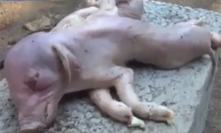 Lợn con hai thân ra đời ở Trung Quốc