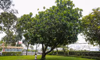 Cây bàng vuông 16 năm tuổi ở Sài Gòn vào mùa nở hoa
