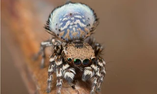 Nhện Maratus nimbus với họa tiết mây trên quạt. Ảnh: Science Alert.