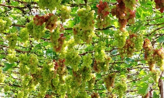 Phục hồi thị lực mắt nhờ nho