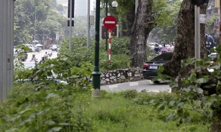 Hà Nội: Cây dại mọc như ở bãi hoang giữa phố Giảng Võ