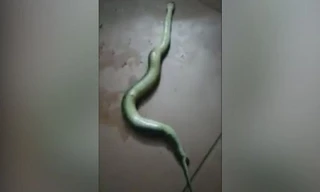 Con rắn lục sinh con sau khi bị đánh dập đầu. Ảnh: LiveLeak.