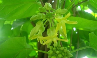  Hoa thiên lý có tác dụng tăng sức đề kháng cho cơ thể. Hình minh họa.