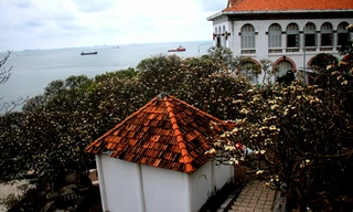 Rừng hoa sứ nơi vua Thành Thái bị giam lỏng nở hoa tuyệt đẹp 