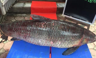 Cá nặng tới 55kg, dài 1,5m.