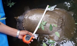 Con vật có thân hình giống con ba ba.