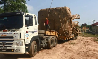 Các tài xế khai chở cây "quái thú" vào ban đêm để qua các trạm CSGT.