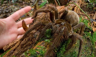 Nhện khổng lồ có tên khoa học là Theraphosa blondi. (Nguồn: livescience.com)