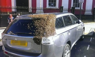 Những con ong bu quanh xe nhằm giải cứu ong chúa. Ảnh: Twitter.