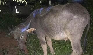 Trâu sổng chuồng liên tục húc người