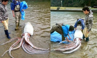 Bắt được mực đại vương, dài hơn 3m