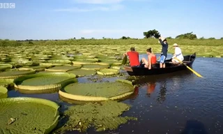 Hoa súng khổng lồ tưởng đã tuyệt chủng xuất hiện ở Paraguay