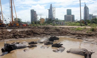 Trại gia súc 'bất đắc dĩ' ở đô thị mới Thủ Thiêm