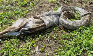 Con trăn nhả con mồi vì sợ bị dân làng tấn công. 