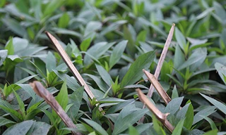 Chông bằng thanh tre cắm kín vườn hoa. Ảnh: Phạm Dự.