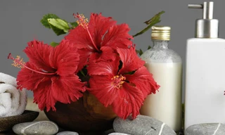 Hoa dâm bụt được sử dụng làm đẹp tóc rất hiệu quả. Ảnh: Stylecraze.