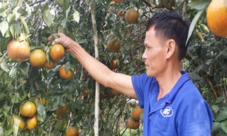 Nhờ quả cam, xã miền núi nghèo thành phố thị