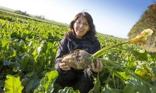 Hemoglobin trong cây củ cải đường có thể được sử dụng để tạo ra một loại máu nhân tạo thay thế. Ảnh: Nélida Leiva/ Lund University