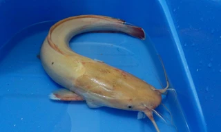 Con cá trê "bạch tạng" anh Lanh câu được có da màu trắng ngà, đầu các vây và đuôi màu trắng.