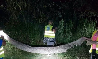 Mảnh da trăn được tìm thấy ven sông Vistula. Ảnh: Telegraph.