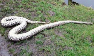 Xác con mãng xác được tìm thấy