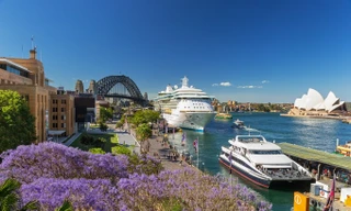 Mùa phượng tím rực rỡ ở Sydney