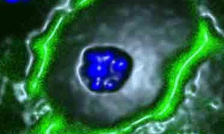 Phân tử GLUT8 ở màng ngoài tế bào gan Ảnh: Science Daily