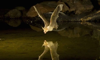 Dơi thường hoạt động và săn bắt vào ban đêm.