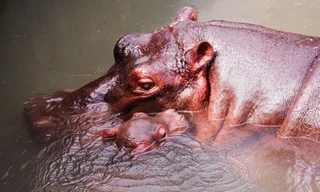 Niềm vui liên tục vỡ òa sau khi chú hà mã con “Champion” được khai sinh đúng ngày 15/12