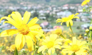 Dã quỳ bừng nở những ngày cuối tháng 10