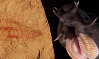 Hoá thạch của loài cá mù cổ đại mới được phát hiện.