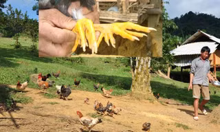 Anh Din chăm sóc đàn gà 9 cựa