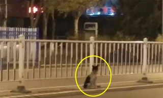 Chủ nhân qua đời, chó cưng đợi mòn mỏi 80 ngày đến xót xa