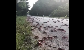 Hành trình di cư của 65 triệu cua đỏ trên đảo Giáng sinh