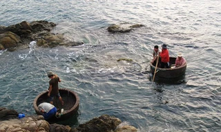 Những người khai thác tôm hùm giống vào bờ