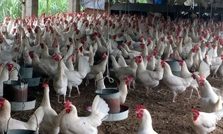 Khu vực đồi Mé, xã Thanh Vân đang được nhiều người ví là “thủ phủ nuôi gà đẻ trứng”, với số lượng từ vài nghìn đến vài chục ngàn con mỗi hộ.