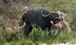 Cận cảnh sư tử cái bị trâu nước móc thủng nách