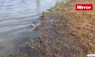 Rắn đói nằm rình toan cướp cá của ngư dân