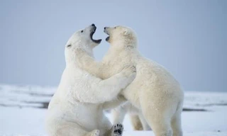 Nhầm lẫn khi nhắn tin khiến nhiều người vô tình “xin” nhận nuôi gấu Bắc cực 