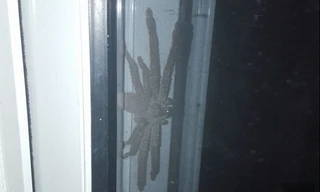 Con nhện thợ săn khổng lồ trước cửa một ngôi nhà ở Australia. Ảnh: Reddit.