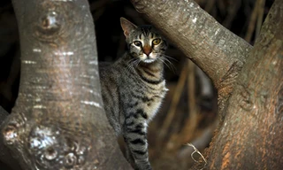 Mèo hoang giết chết số lượng lớn chim và bò sát. Ảnh: Reuters.