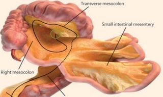 Nghiên cứu mới chứng minh màng treo ruột là một cơ quan liền khối. Ảnh: Đại học Bệnh viện Limerick.