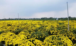 Hàng ngàn chậu hoa cúc mâm xôi của của người dân nở sớm khoảng 40%.