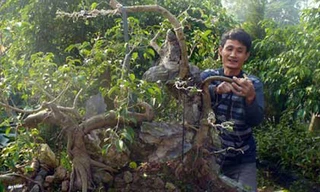 Anh Nguyễn Ngọc Sơn chỉnh sửa một cây sanh theo thế long chầu.