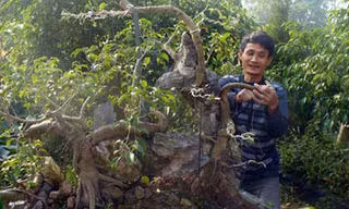 Anh Nguyễn Ngọc Sơn chỉnh sửa một cây sanh theo thế long chầu.