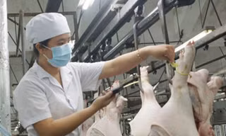 Kiểm tra đeo vòng truy xuất nguồn gốc cho heo