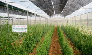 Công ty dược Tuệ Linh – lấy trí tuệ làm ra những sản phẩm linh nghiệm