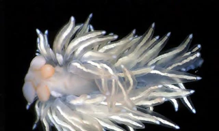 5 loài hải sâm tuyệt đẹp mới phát hiện ở Thái Bình Dương