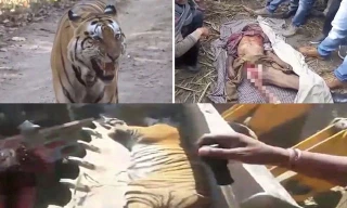 Xung đột giữa nông dân sống gần những khu bảo tồn động vật hoang dã ở Ấn Độ và loài hổ đang ngày càng căng thẳng khi hổ thì giết người vì đói, còn người giết hổ để trả thù