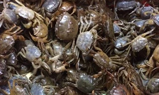 Ăn phải cua đồng chết rất nguy hiểm (ảnh minh họa)